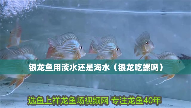 銀龍魚用淡水還是海水（銀龍吃螺嗎）