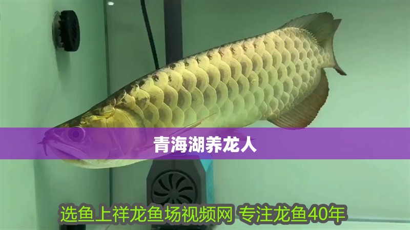 青海湖養(yǎng)龍人 青海湖養(yǎng)龍人 龍魚(yú)論壇