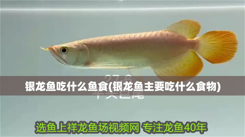 銀龍魚吃什么魚食(銀龍魚主要吃什么食物)