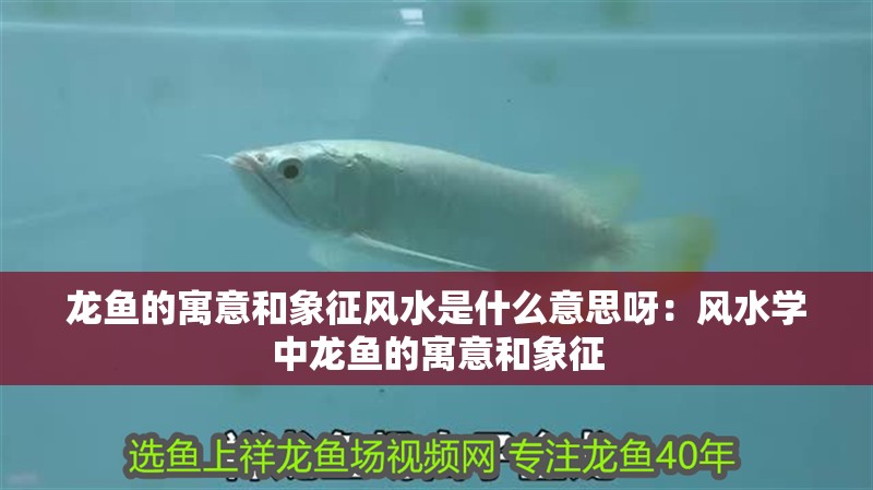 龍魚的寓意和象征風(fēng)水是什么意思呀：風(fēng)水學(xué)中龍魚的寓意和象征