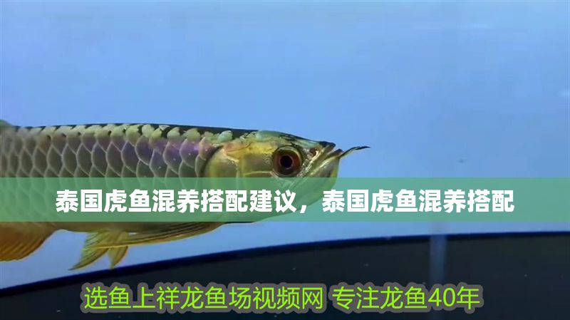 泰國虎魚混養搭配建議，泰國虎魚混養搭配