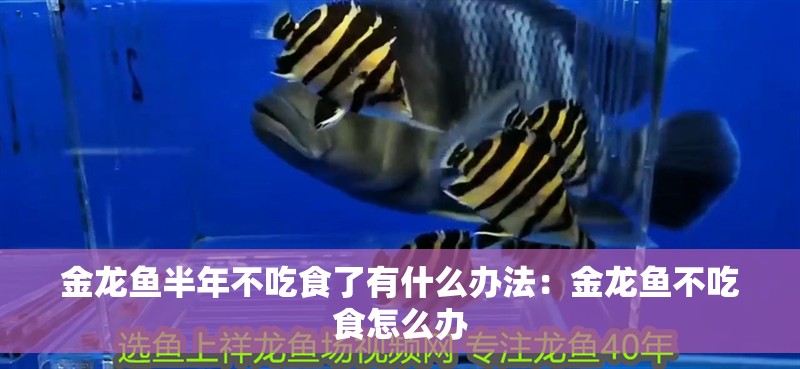 金龍魚半年不吃食了有什么辦法：金龍魚不吃食怎么辦
