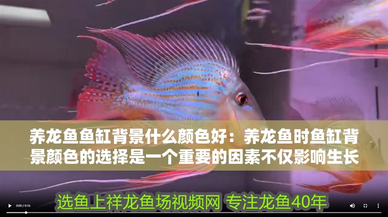 養龍魚魚缸背景什么顏色好：養龍魚時魚缸背景顏色的選擇是一個重要的因素不僅影響生長狀態