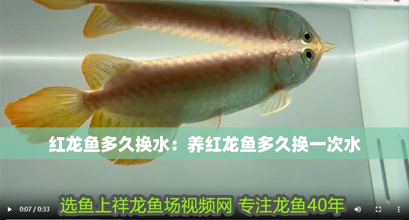 紅龍魚多久換水：養紅龍魚多久換一次水