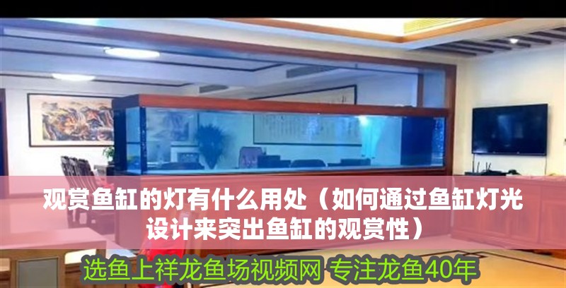 觀賞魚缸的燈有什么用處（如何通過魚缸燈光設計來突出魚缸的觀賞性）