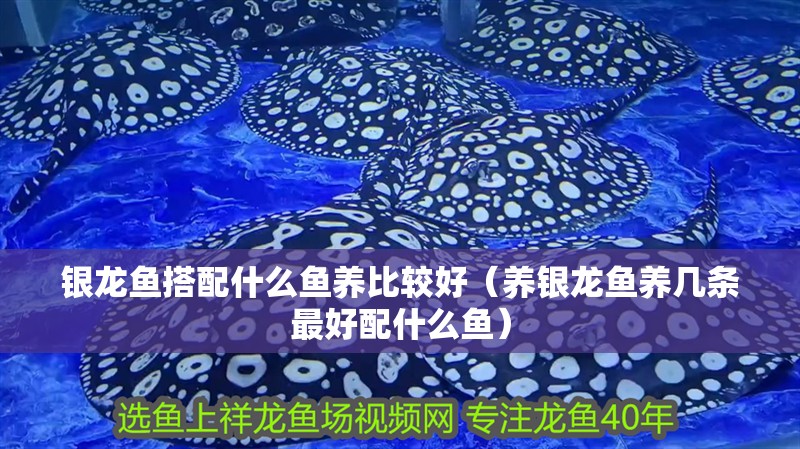 銀龍魚搭配什么魚養比較好（養銀龍魚養幾條最好配什么魚）