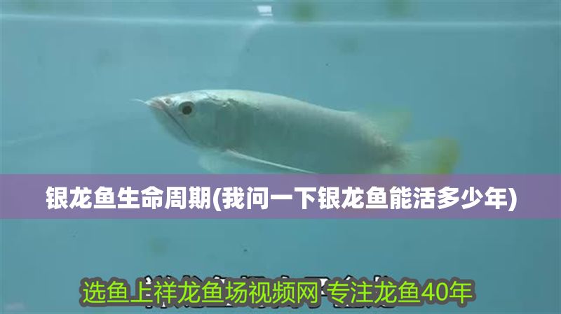 銀龍魚生命周期(我問一下銀龍魚能活多少年)