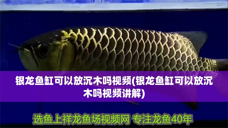 銀龍魚缸可以放沉木嗎視頻(銀龍魚缸可以放沉木嗎視頻講解)