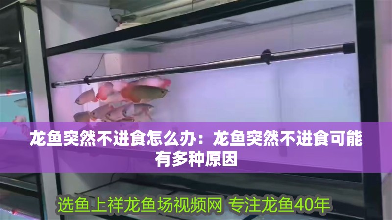 龍魚突然不進食怎么辦：龍魚突然不進食可能有多種原因