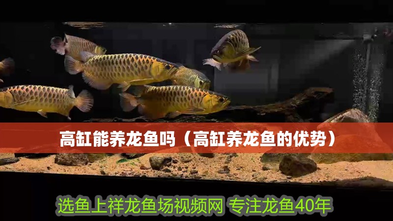 高缸能養龍魚嗎（高缸養龍魚的優勢）