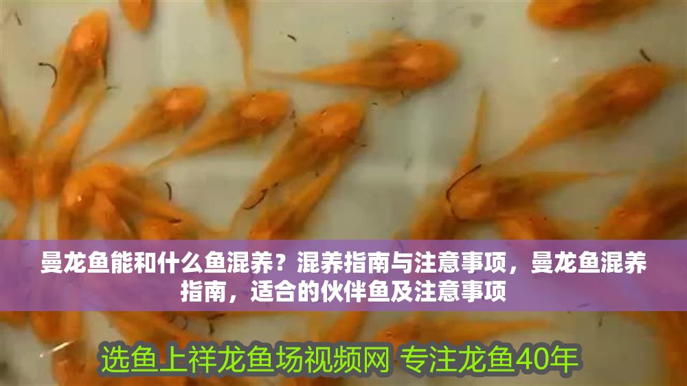 曼龍魚能和什么魚混養？混養指南與注意事項，曼龍魚混養指南，適合的伙伴魚及注意事項