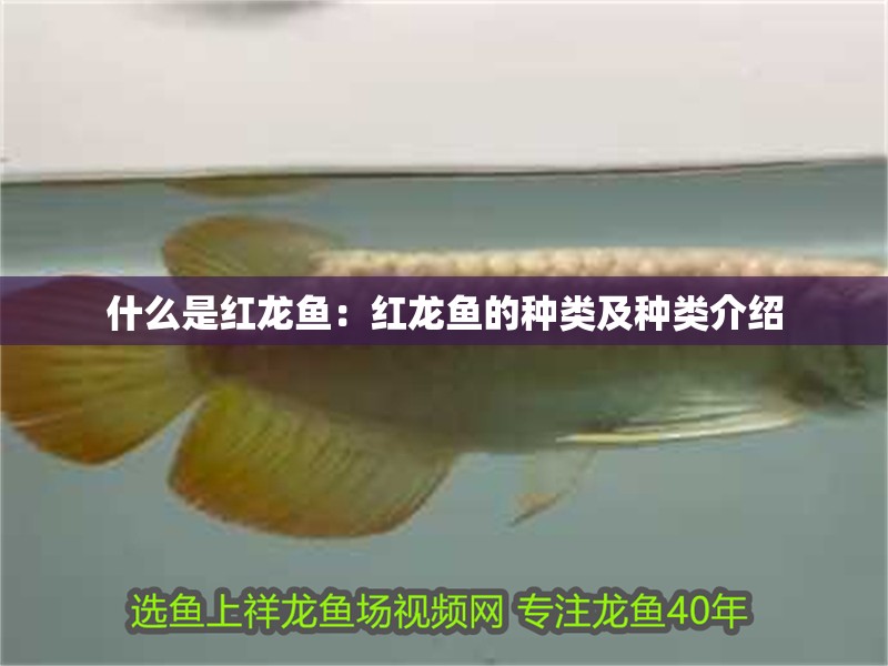 什么是紅龍魚：紅龍魚的種類及種類介紹