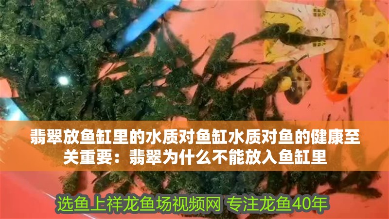 翡翠放魚缸里的水質對魚缸水質對魚的健康至關重要：翡翠為什么不能放入魚缸里
