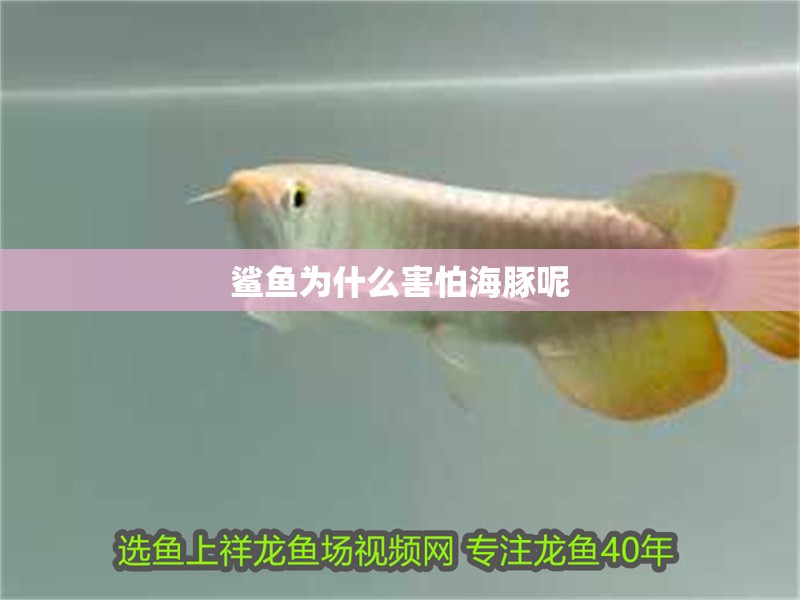鯊魚為什么害怕海豚呢