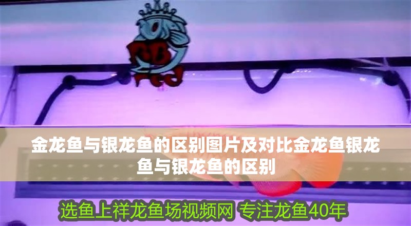 金龍魚與銀龍魚的區(qū)別圖片及對比金龍魚銀龍魚與銀龍魚的區(qū)別