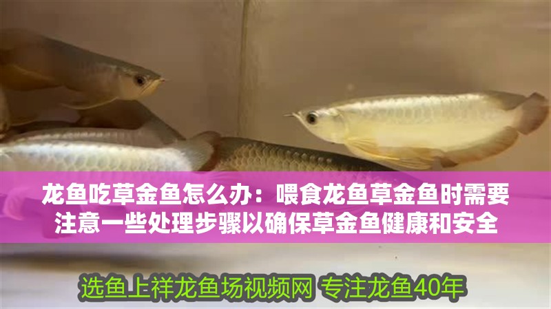 龍魚(yú)吃草金魚(yú)怎么辦：喂食龍魚(yú)草金魚(yú)時(shí)需要注意一些處理步驟以確保草金魚(yú)健康和安全