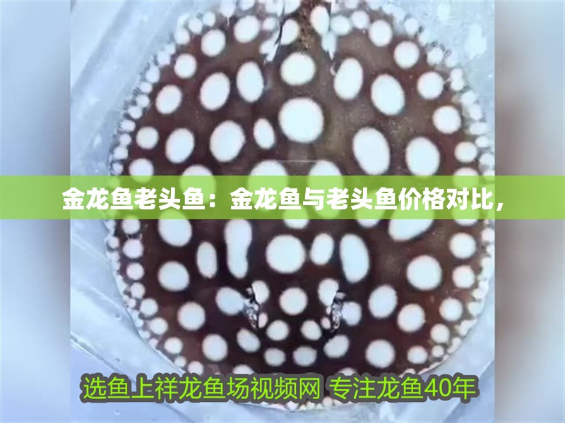 金龍魚老頭魚：金龍魚與老頭魚價格對比，