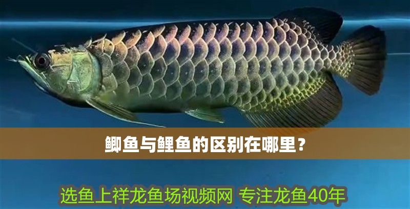 鯽魚與鯉魚的區別在哪里？