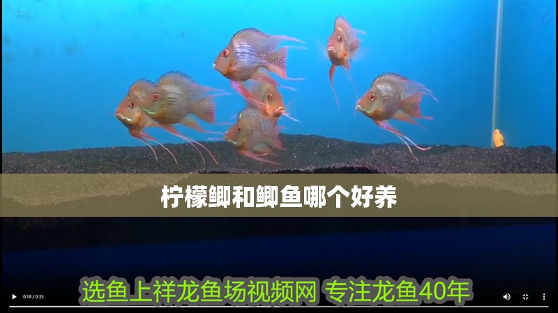 檸檬鯽和鯽魚哪個好養