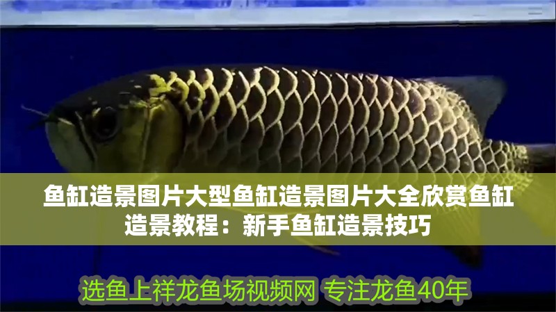 魚缸造景圖片大型魚缸造景圖片大全欣賞魚缸造景教程：新手魚缸造景技巧 魚缸造景圖片大型魚缸造景圖片大全欣賞魚缸造景教程：新手魚缸造景技巧 魚缸百科
