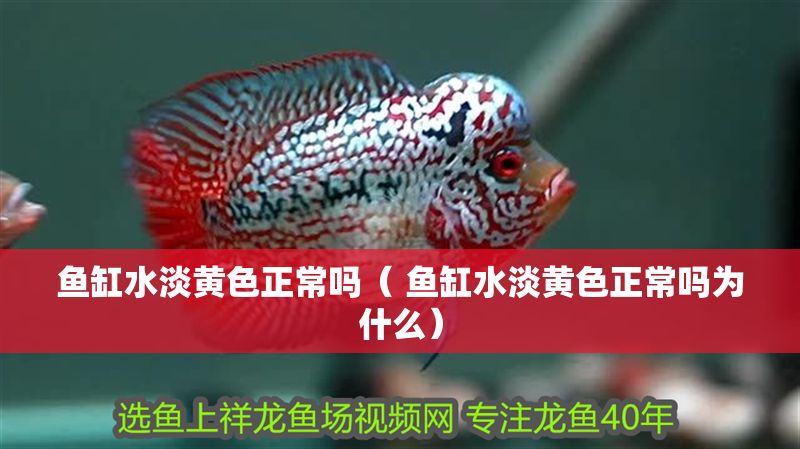 魚缸水淡黃色正常嗎（ 魚缸水淡黃色正常嗎為什么）