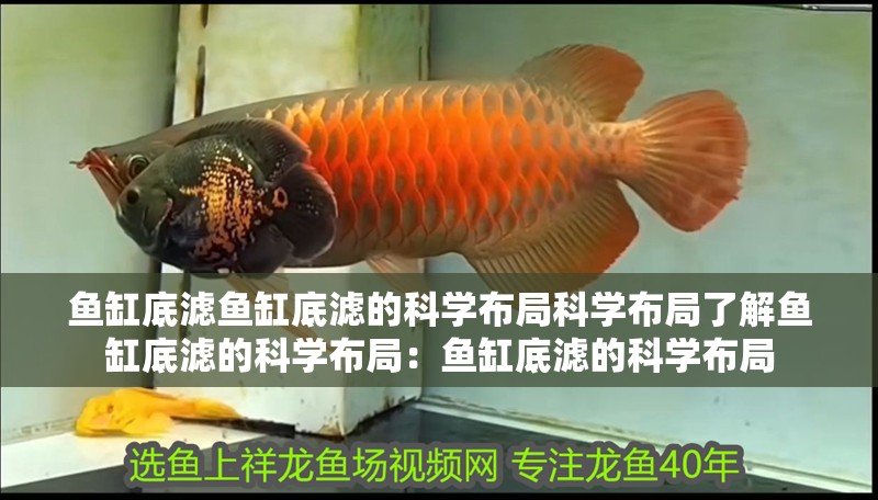 魚缸底濾魚缸底濾的科學布局科學布局了解魚缸底濾的科學布局：魚缸底濾的科學布局
