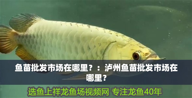 魚苗批發市場在哪里？：瀘州魚苗批發市場在哪里？