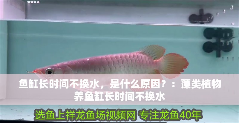 魚缸長時間不換水，是什么原因？：藻類植物養魚缸長時間不換水