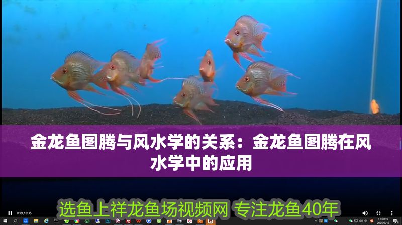 金龍魚圖騰與風水學的關(guān)系：金龍魚圖騰在風水學中的應(yīng)用