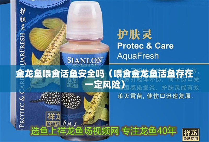 金龍魚喂食活魚安全嗎（喂食金龍魚活魚存在一定風險）