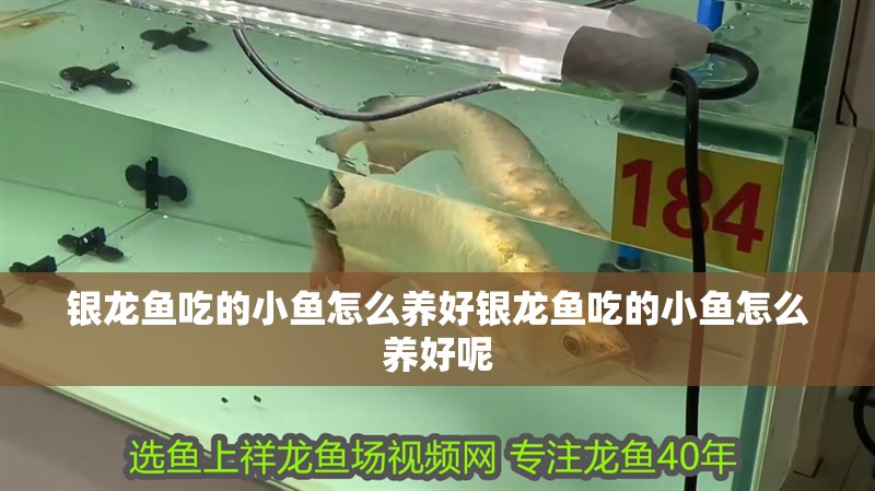 銀龍魚吃的小魚怎么養(yǎng)好銀龍魚吃的小魚怎么養(yǎng)好呢