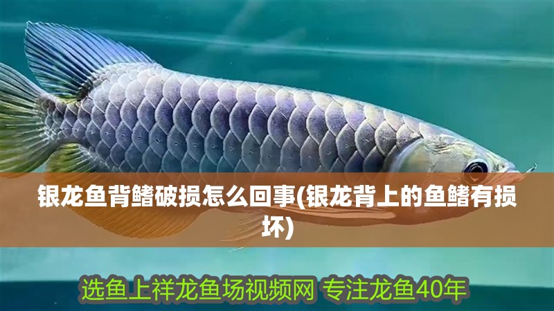 銀龍魚背鰭破損怎么回事(銀龍背上的魚鰭有損壞)