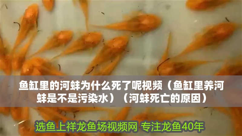 魚缸里的河蚌為什么死了呢視頻（魚缸里養(yǎng)河蚌是不是污染水）（河蚌死亡的原因）