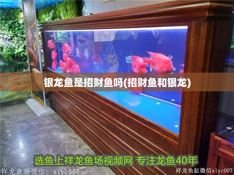銀龍魚是招財(cái)魚嗎(招財(cái)魚和銀龍)