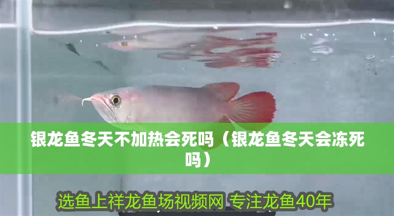銀龍魚(yú)冬天不加熱會(huì)死嗎（銀龍魚(yú)冬天會(huì)凍死嗎）