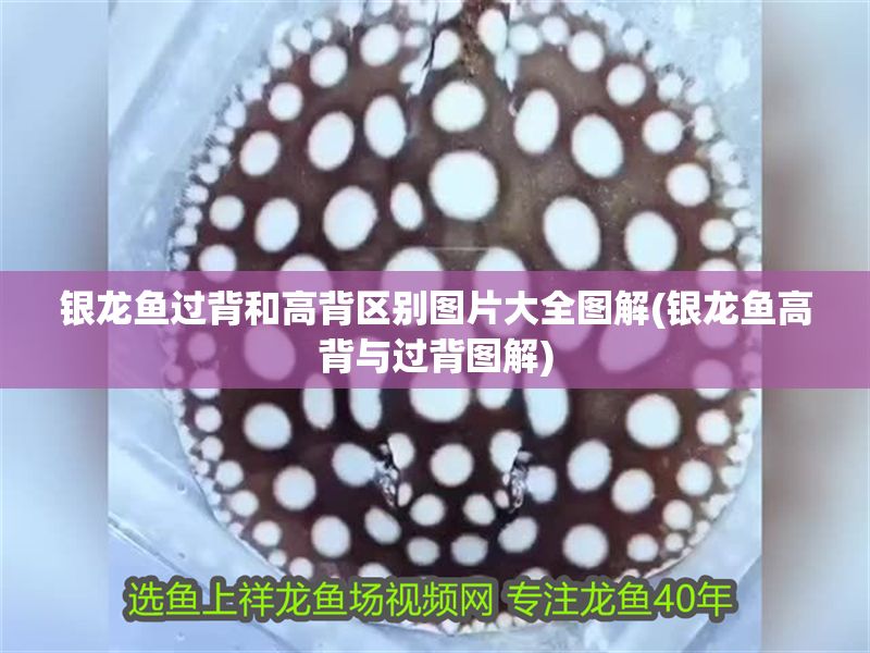 銀龍魚(yú)過(guò)背和高背區(qū)別圖片大全圖解(銀龍魚(yú)高背與過(guò)背圖解)