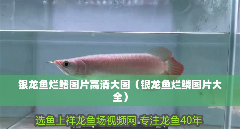 銀龍魚(yú)爛鰭圖片高清大圖（銀龍魚(yú)爛鱗圖片大全）