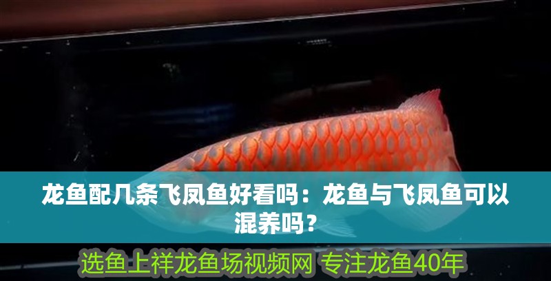 龍魚配幾條飛鳳魚好看嗎：龍魚與飛鳳魚可以混養嗎？