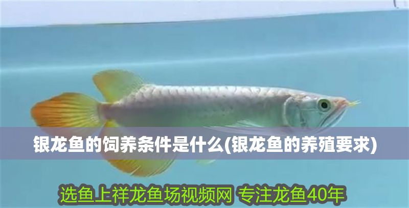 銀龍魚的飼養條件是什么(銀龍魚的養殖要求)