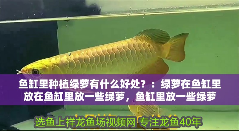 魚缸里種植綠蘿有什么好處？：綠蘿在魚缸里放在魚缸里放一些綠蘿，魚缸里放一些綠蘿