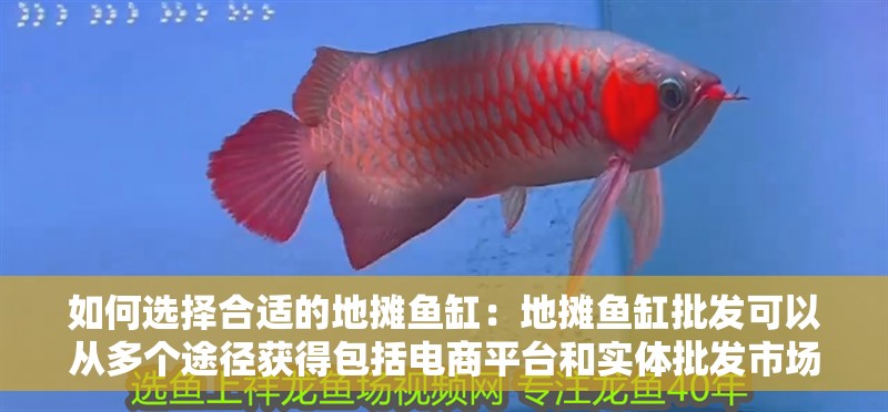 如何選擇合適的地攤魚缸：地攤魚缸批發(fā)可以從多個途徑獲得包括電商平臺和實體批發(fā)市場
