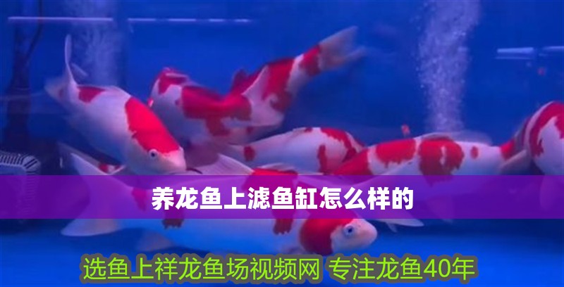 養龍魚上濾魚缸怎么樣的