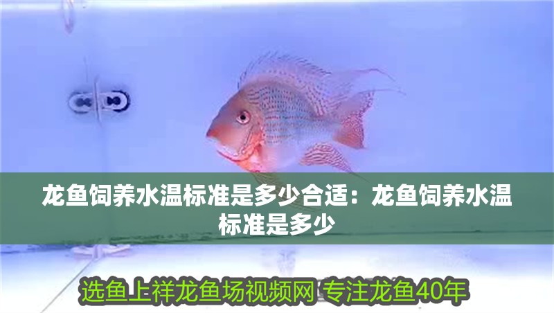 龍魚(yú)飼養(yǎng)水溫標(biāo)準(zhǔn)是多少合適：龍魚(yú)飼養(yǎng)水溫標(biāo)準(zhǔn)是多少