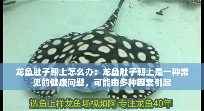 龍魚肚子朝上怎么辦：龍魚肚子朝上是一種常見的健康問題，可能由多種因素引起