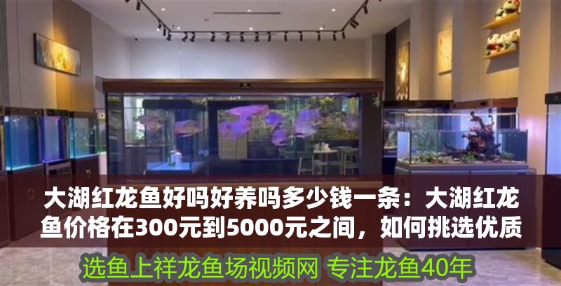 大湖紅龍魚好嗎好養嗎多少錢一條：大湖紅龍魚價格在300元到5000元之間，如何挑選優質大湖紅龍魚