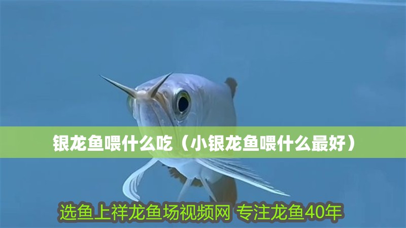 銀龍魚喂什么吃（小銀龍魚喂什么最好）