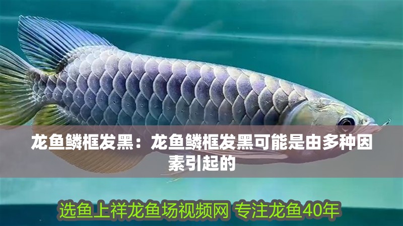 龍魚鱗框發黑：龍魚鱗框發黑可能是由多種因素引起的