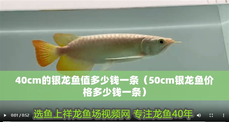 40cm的銀龍魚值多少錢一條（50cm銀龍魚價(jià)格多少錢一條）