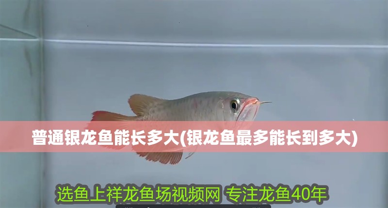 普通銀龍魚能長多大(銀龍魚最多能長到多大)