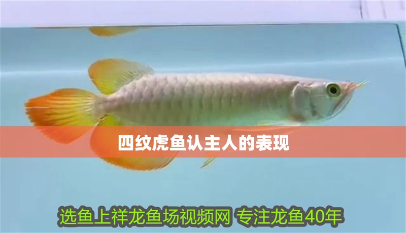 四紋虎魚認主人的表現